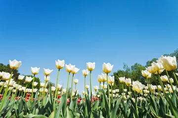 Washable wall murals Tulip white ornamental tulips on flowerbed on blue sky