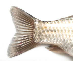 fish tail on a white background
