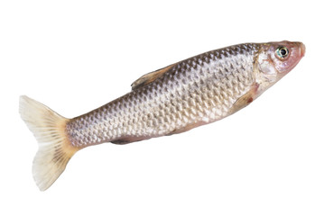 fish on a white background