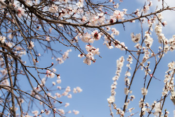 beautiful flowers on the branches of a tree