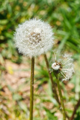 two seed heads of dandelion blowball