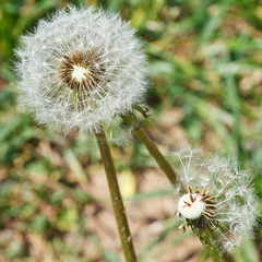 two seed heads of dandelion blowballs close up