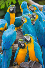group of colorful macaws