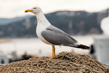 Seagull