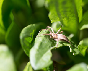 spider in nature. macro