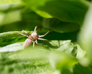 spider in nature. macro