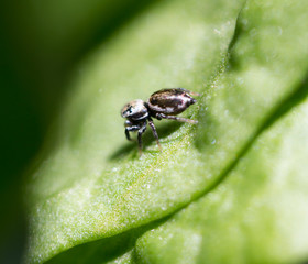 spider in nature. macro