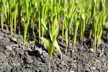 small sprouts Lily