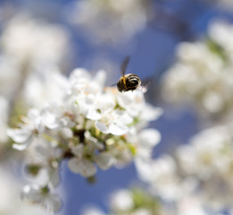 bee on flowers on a tree
