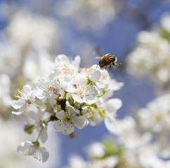 bee on flowers on a tree