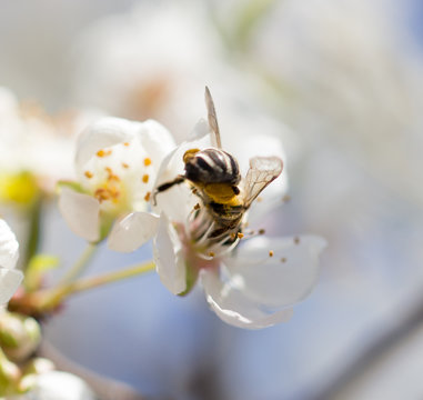 bee on flowers on a tree