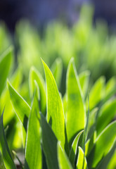 leaves of grass in nature. Macro