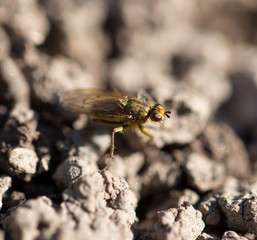 Fly on the ground. macro