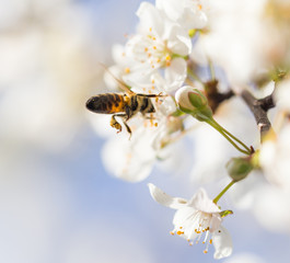 bee on flowers tree. macro