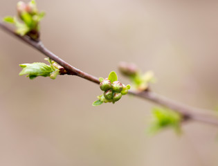 the opened buds on a tree branch