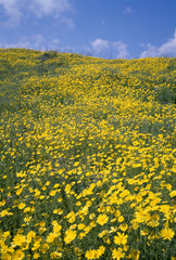 Obraz premium The image of beautiful nature