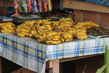 Guyane - Cacao - Mai 2014