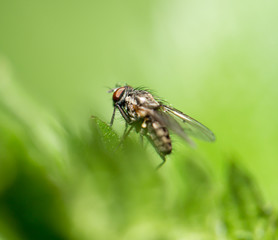 Fototapeta premium fly in nature. macro