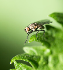 fly in nature. macro