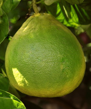 Pamplemousse.
