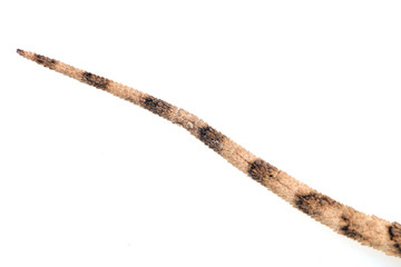 tailed lizard on a white background. macro