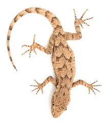 Fototapeta premium lizard on a white background. macro