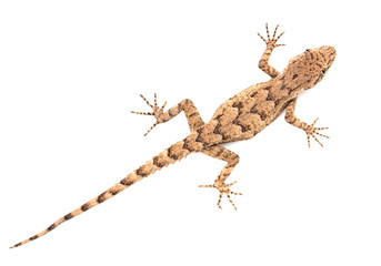 Naklejka premium lizard on a white background. macro