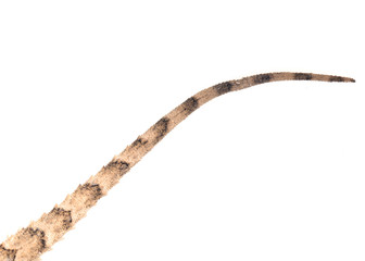 tailed lizard on a white background. macro