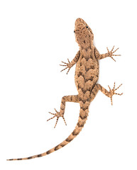 lizard on a white background. macro