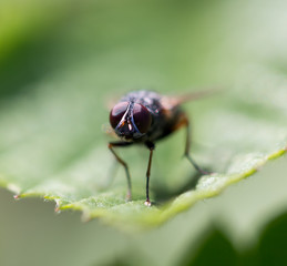 Naklejka premium fly in nature. Macro
