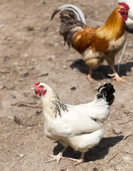 chicken Outdoors