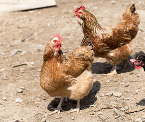chicken Outdoors