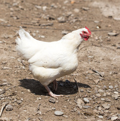 chicken Outdoors