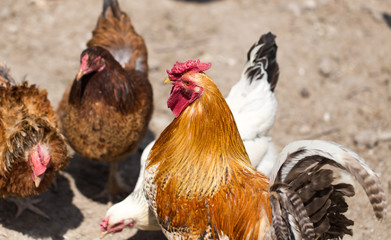 Cock Outdoors