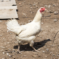 chicken Outdoors