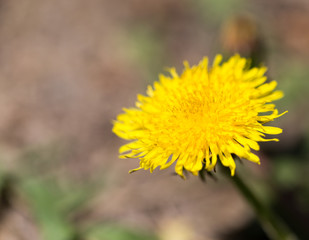 yellow dandelion in nature