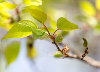 Fototapeta premium small green apricots on the tree branches