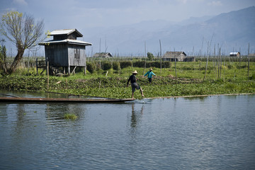 Fototapeta na wymiar champs flottants du lac Inle, Myanmar