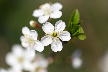 beautiful flowers on a tree branch in nature