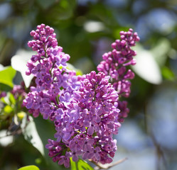 beautiful lilac flowers in nature