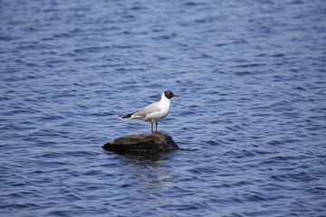 Standing seagull