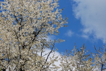 blossom