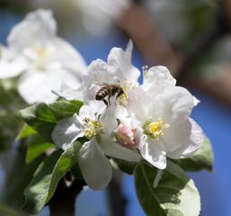 bee on flowers in nature. macro