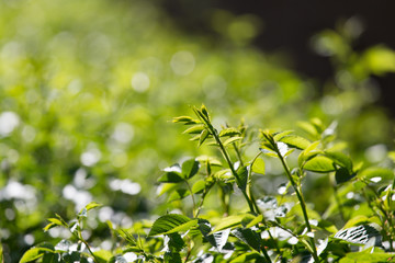 young green leaves in nature