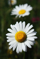 Fototapeta premium meadow, grass, flowers