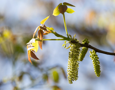 flowers on the branches of a walnut tree