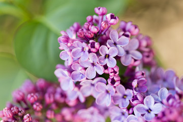 beautiful lilac flowers in nature