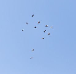 doves flying in the blue sky
