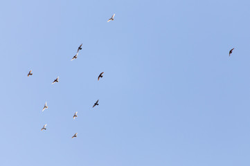 doves flying in the blue sky