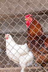 Cock with chicken in a cage